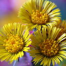 پای کره اسبی